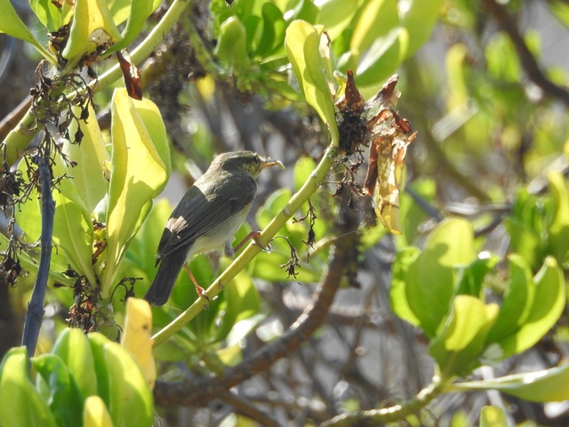 Arctic Warbler, we saw three on West Island and one on Browse Island